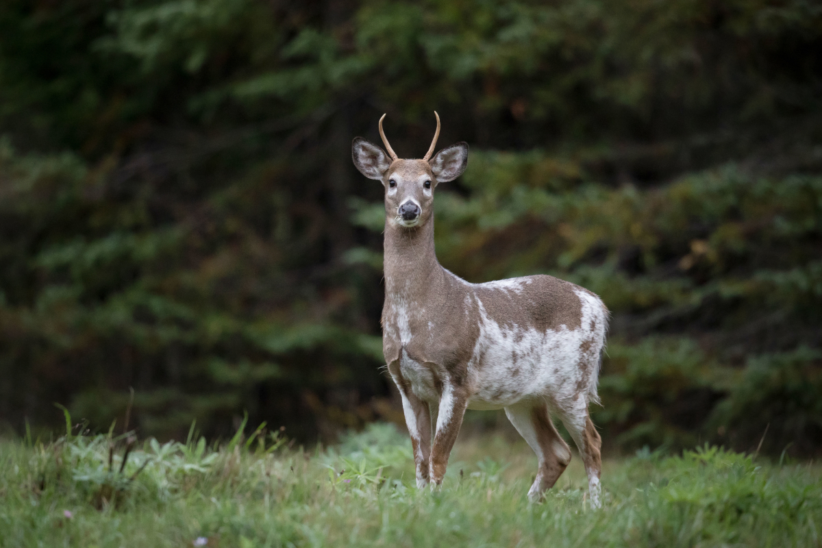 Albino and Piebald Deer