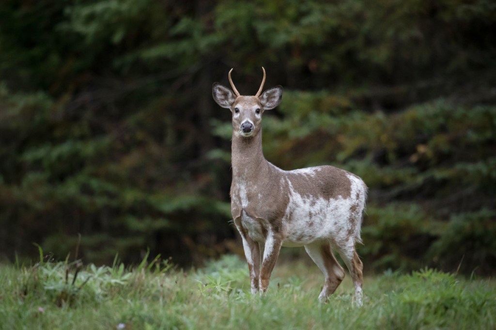 Can You Shoot Albino Deer? Ethics and Regulations Explained