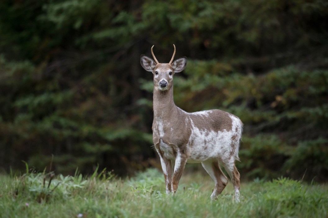 Can You Shoot Albino Deer? Ethics and Regulations Explained