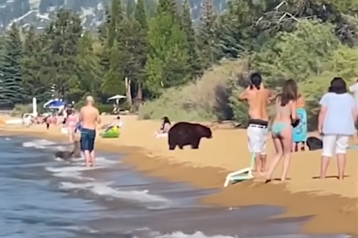 Bear Beach