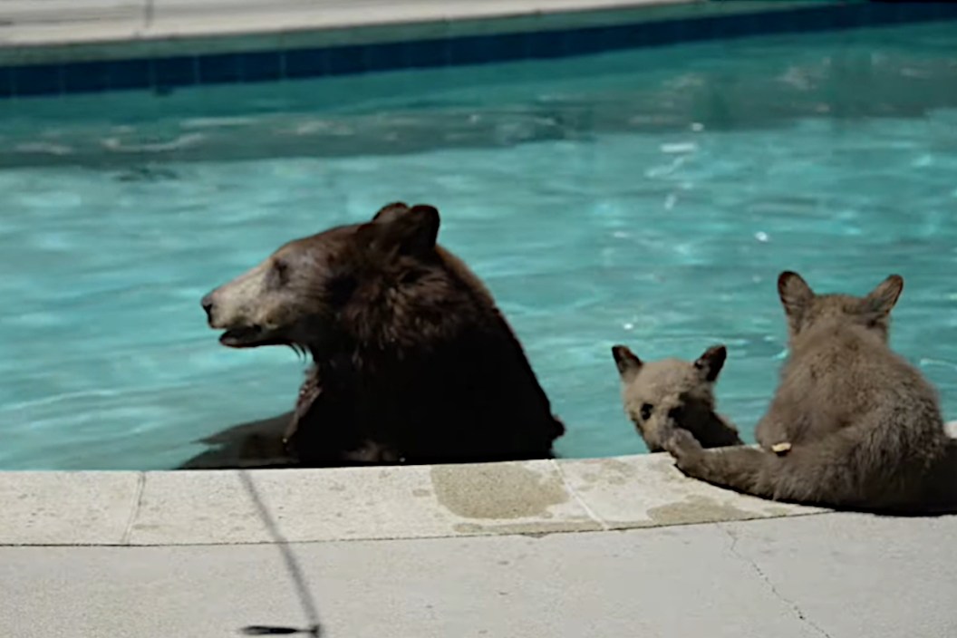 Bears in a Pool