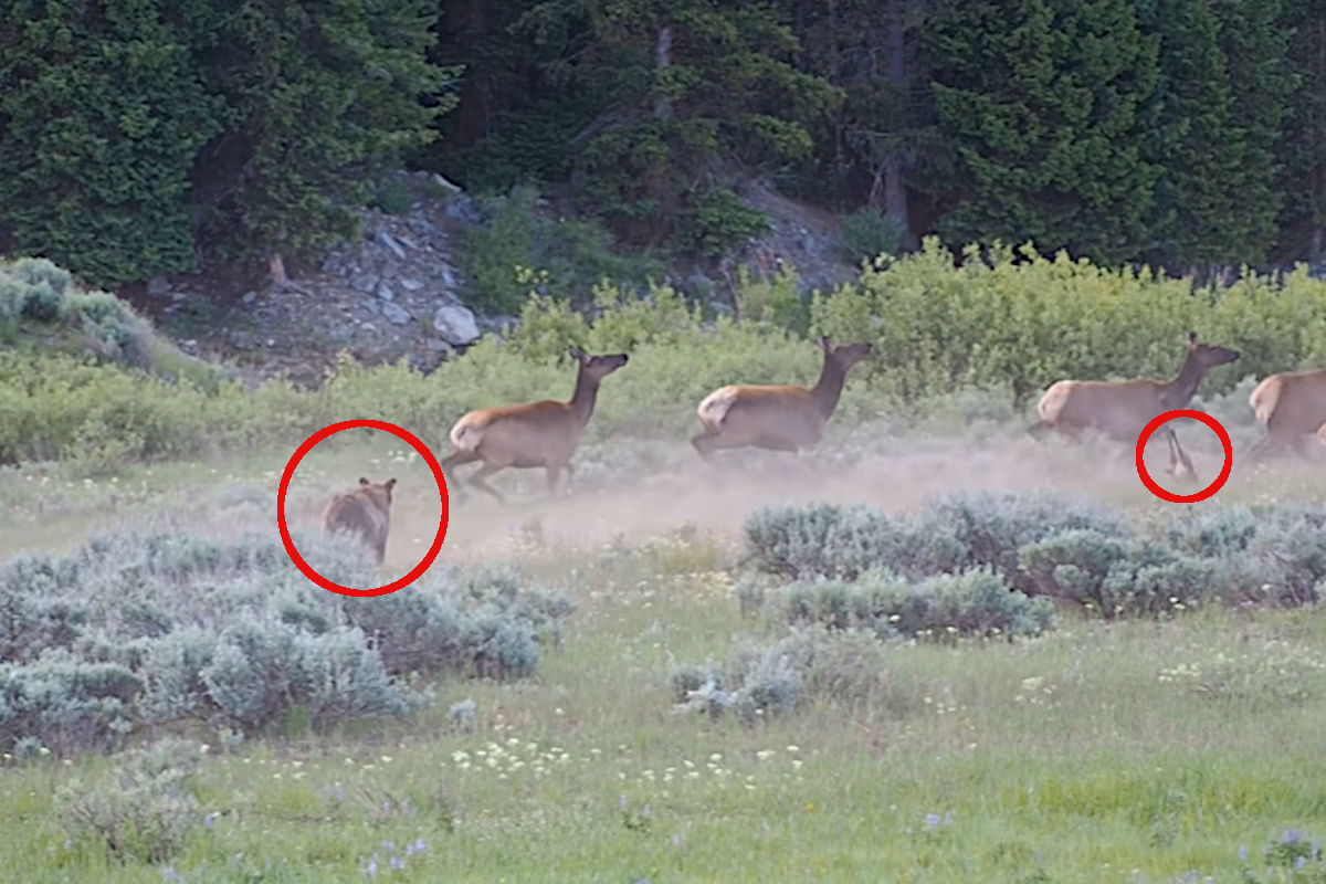 Bear vs Elk Calf