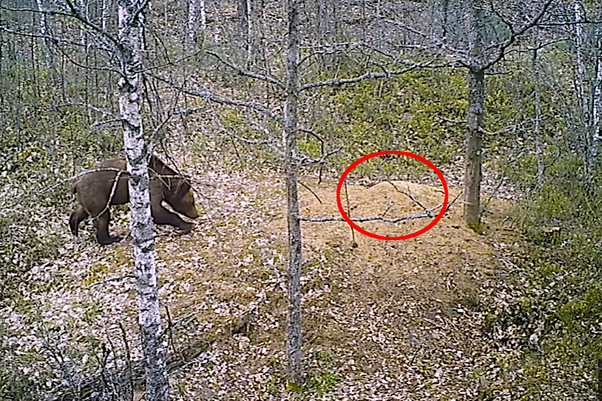 Bear Wolf Den