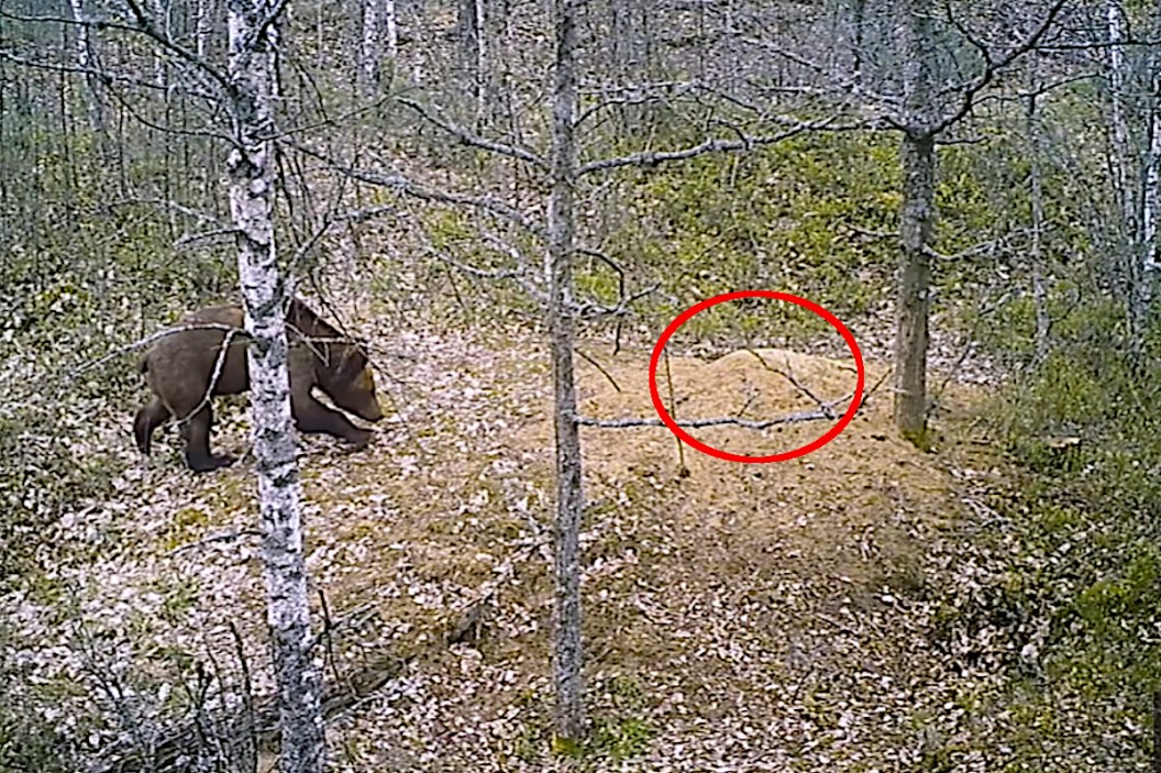 Teenager Fearlessly Shoves Mother Bear Off Backyard Wall to Save Her