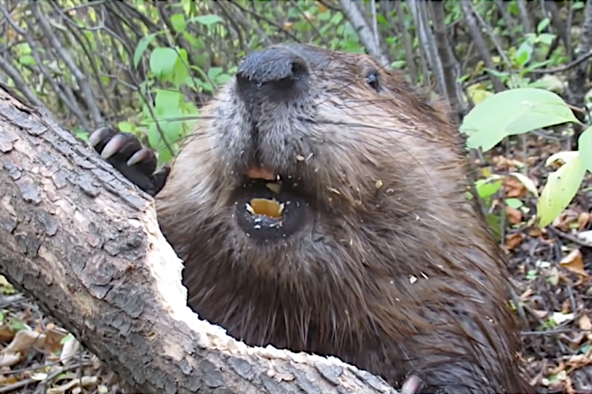 Beaver Chews Through Tree