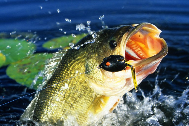 Frog Lure 5 Best Options for Bass Fishing