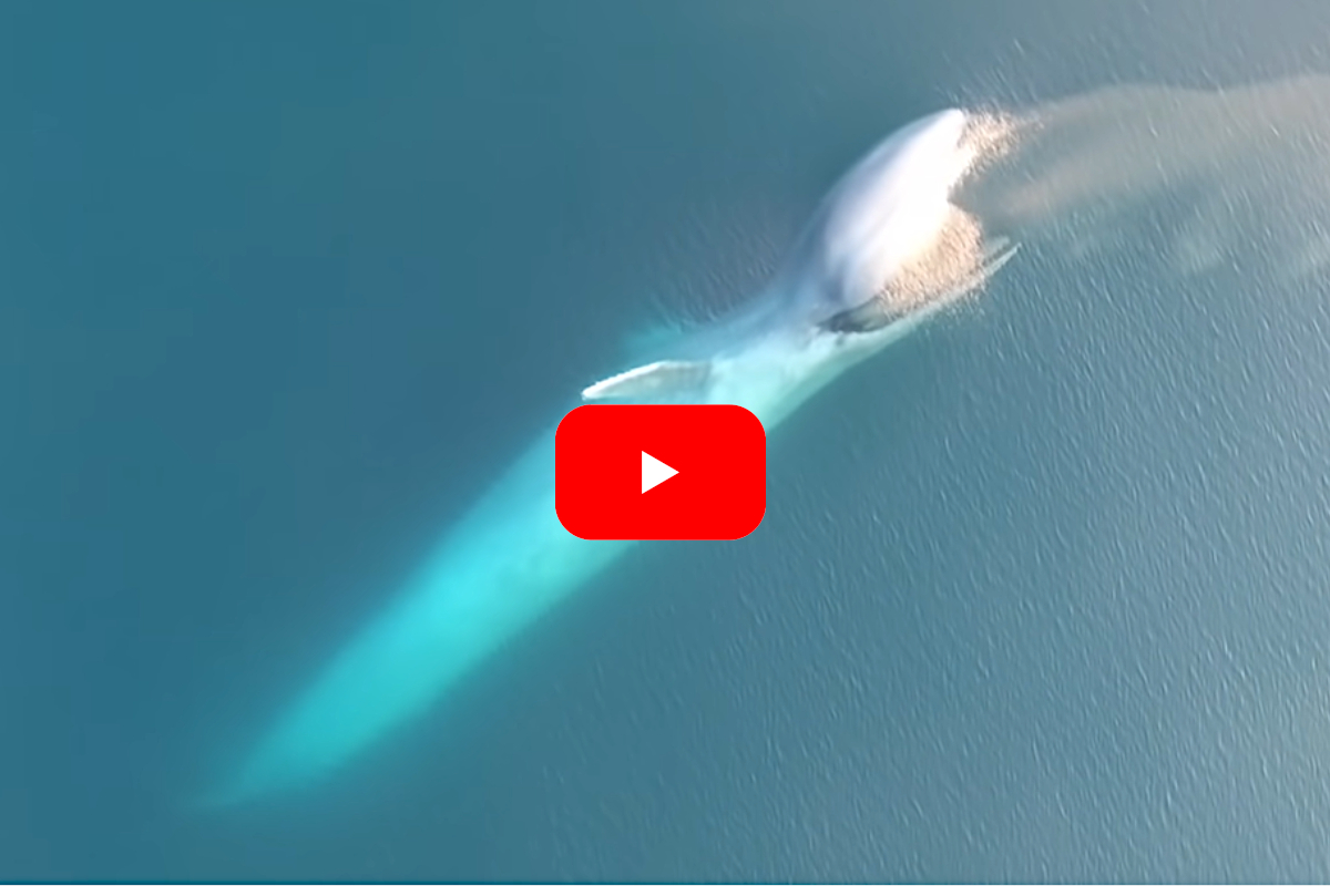 Blue Whale Krill