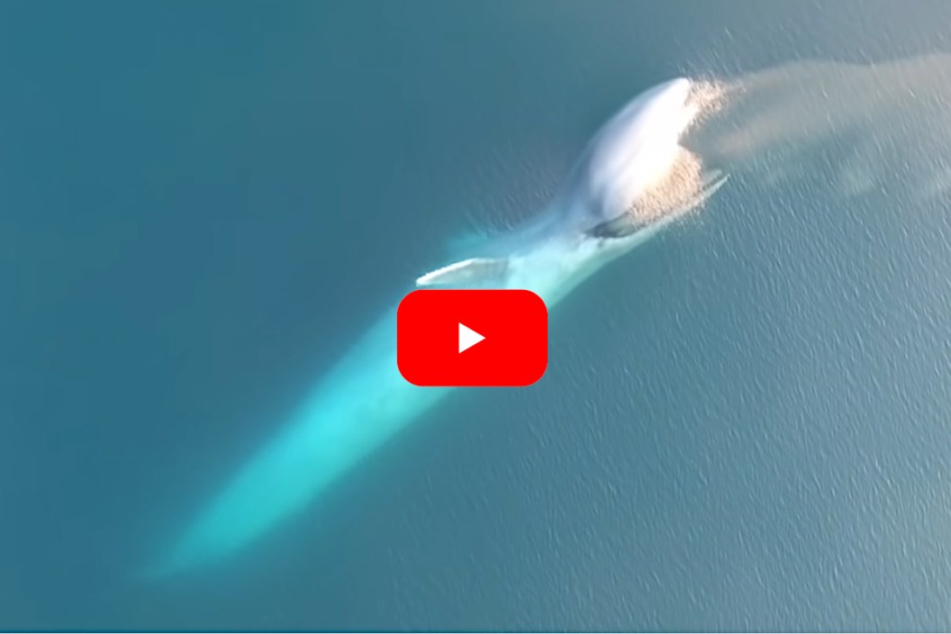 Blue Whale Krill
