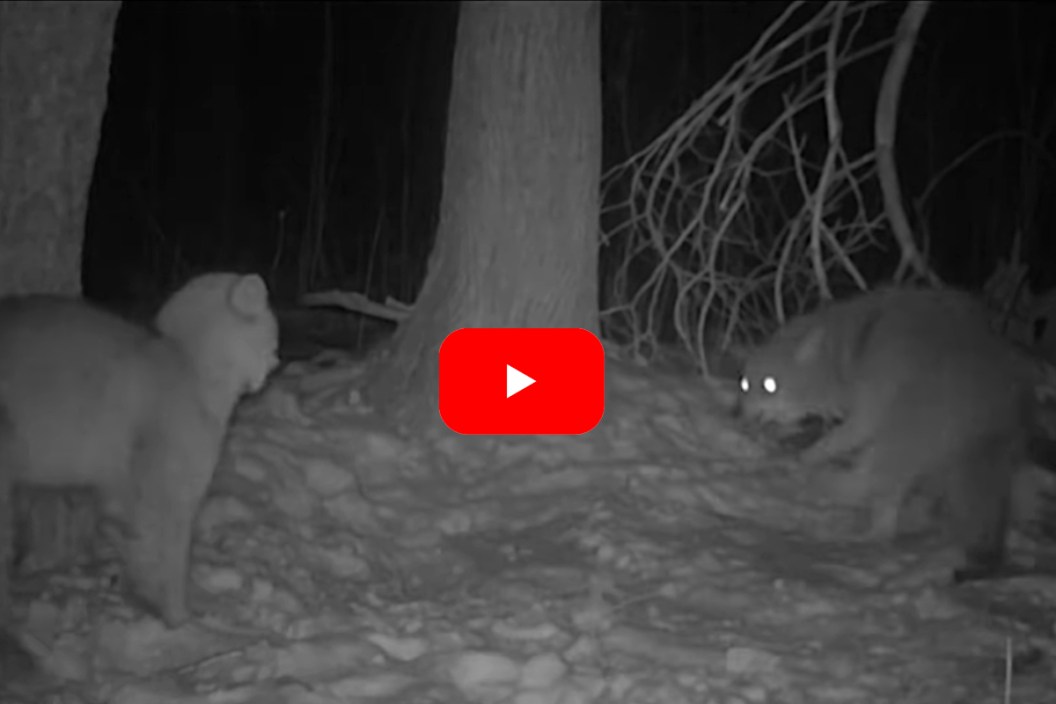 Bobcat vs Coyote