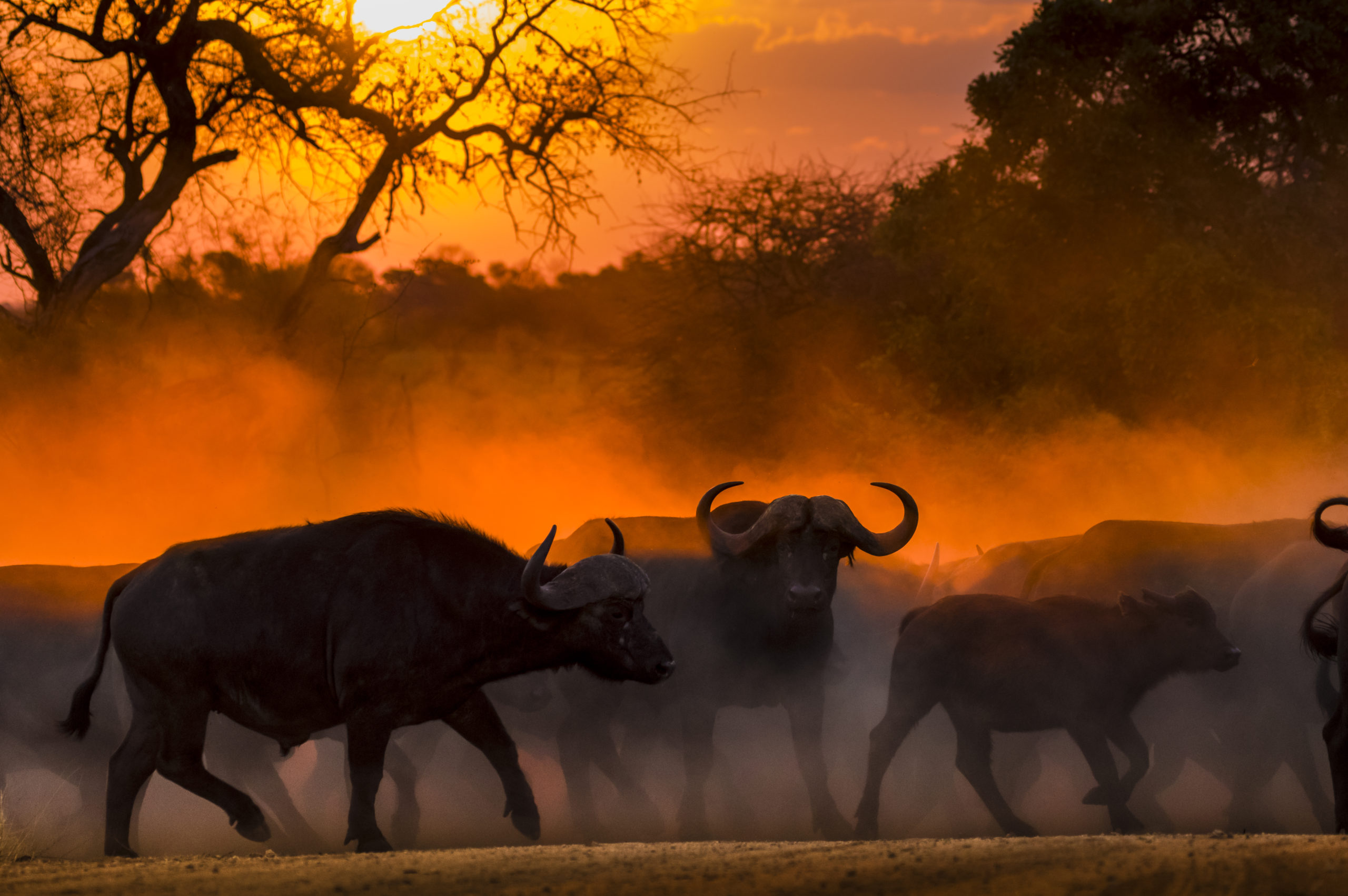 Cape Buffalo Hunting