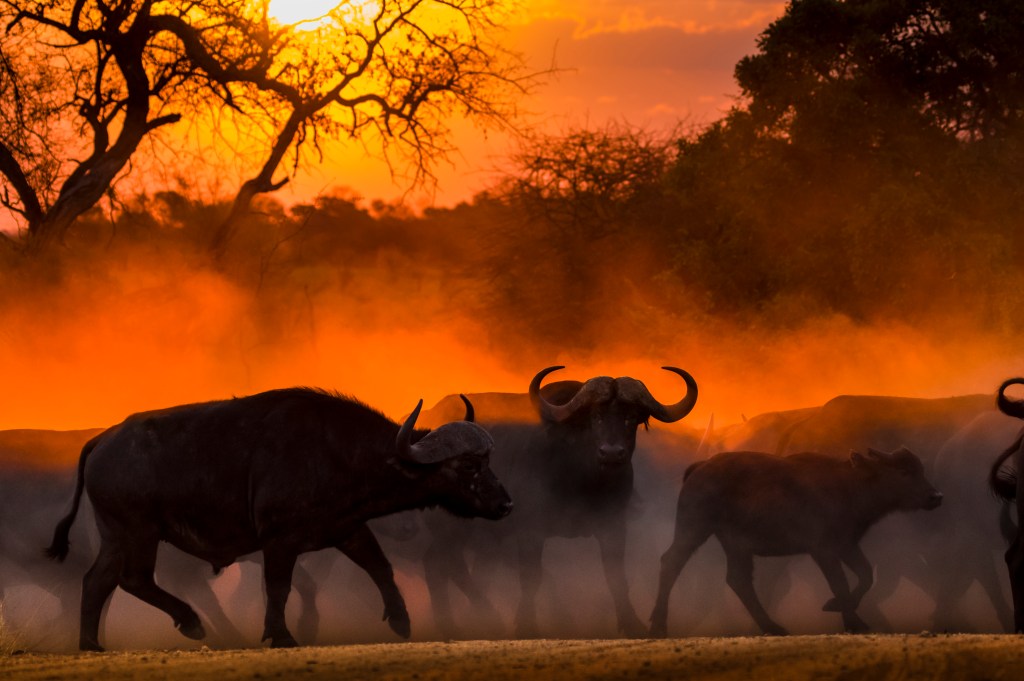 Cape Buffalo Hunting