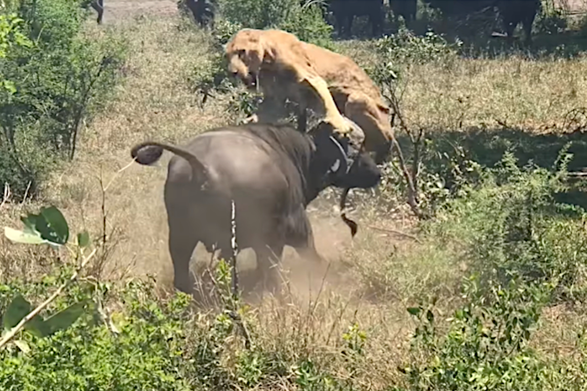 Cape Buffalo Throws Lion