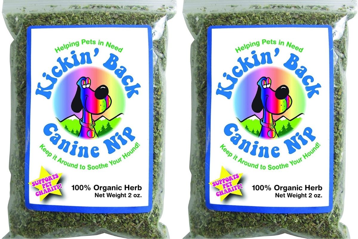 Catnip for Dogs 3 Alternatives to Catnip For Your Pooch