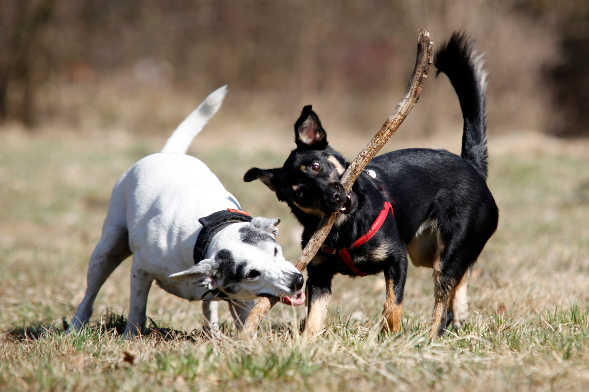 Choosing a Doggie Daycare Best Questions to Ask + What To Look For