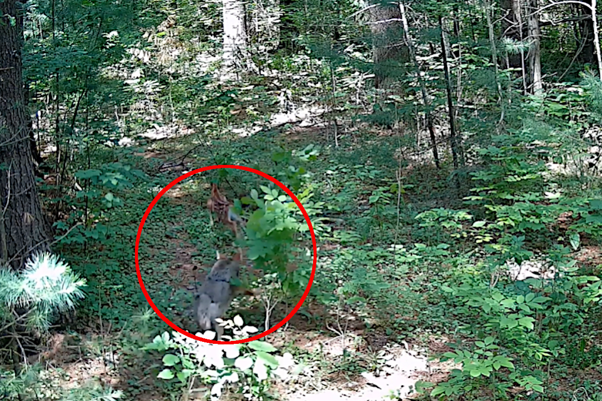 Coyote Chases Fawn