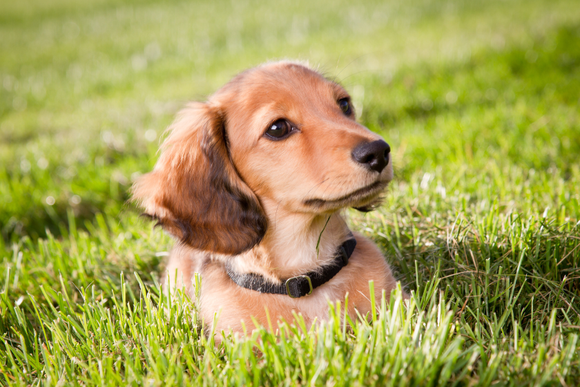 dachshund sits in a field