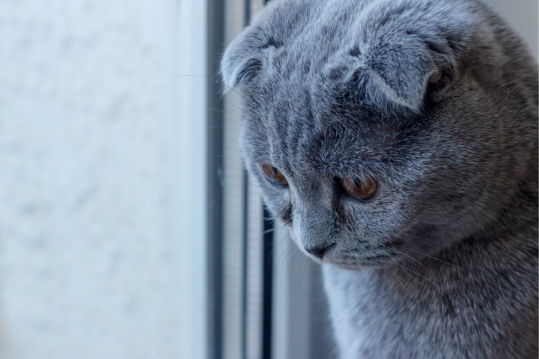 Picture of Distemper in Cats: Symptoms and Management Of The Incurable Virus