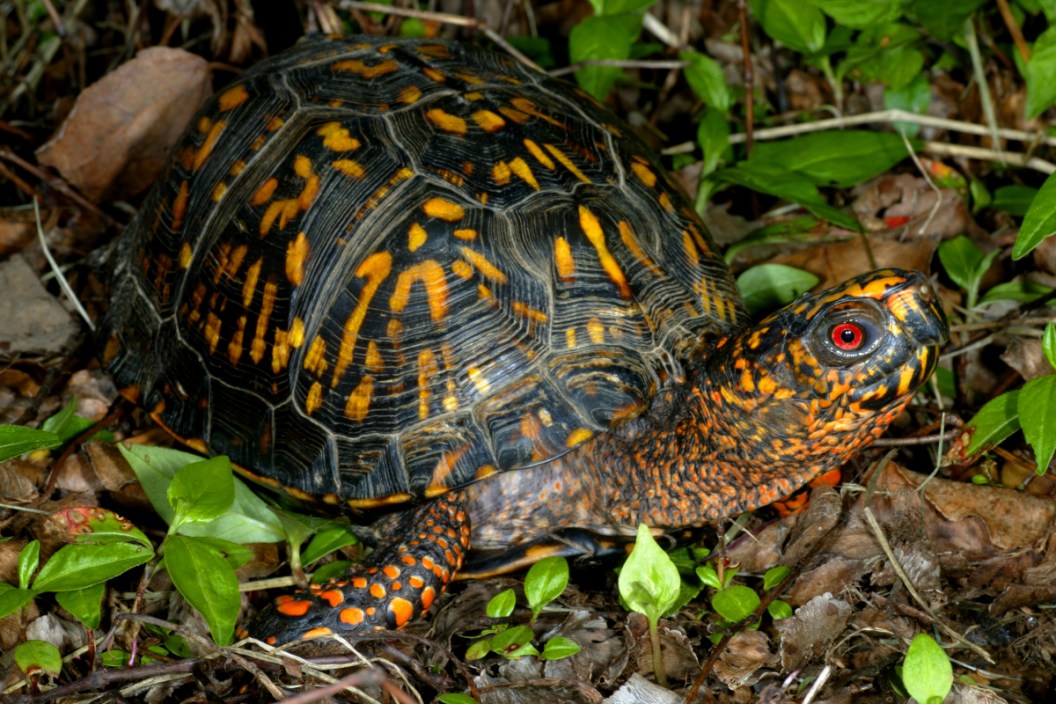 An eastern box turtle, Terrapene carolina carolina, on the forest floor.