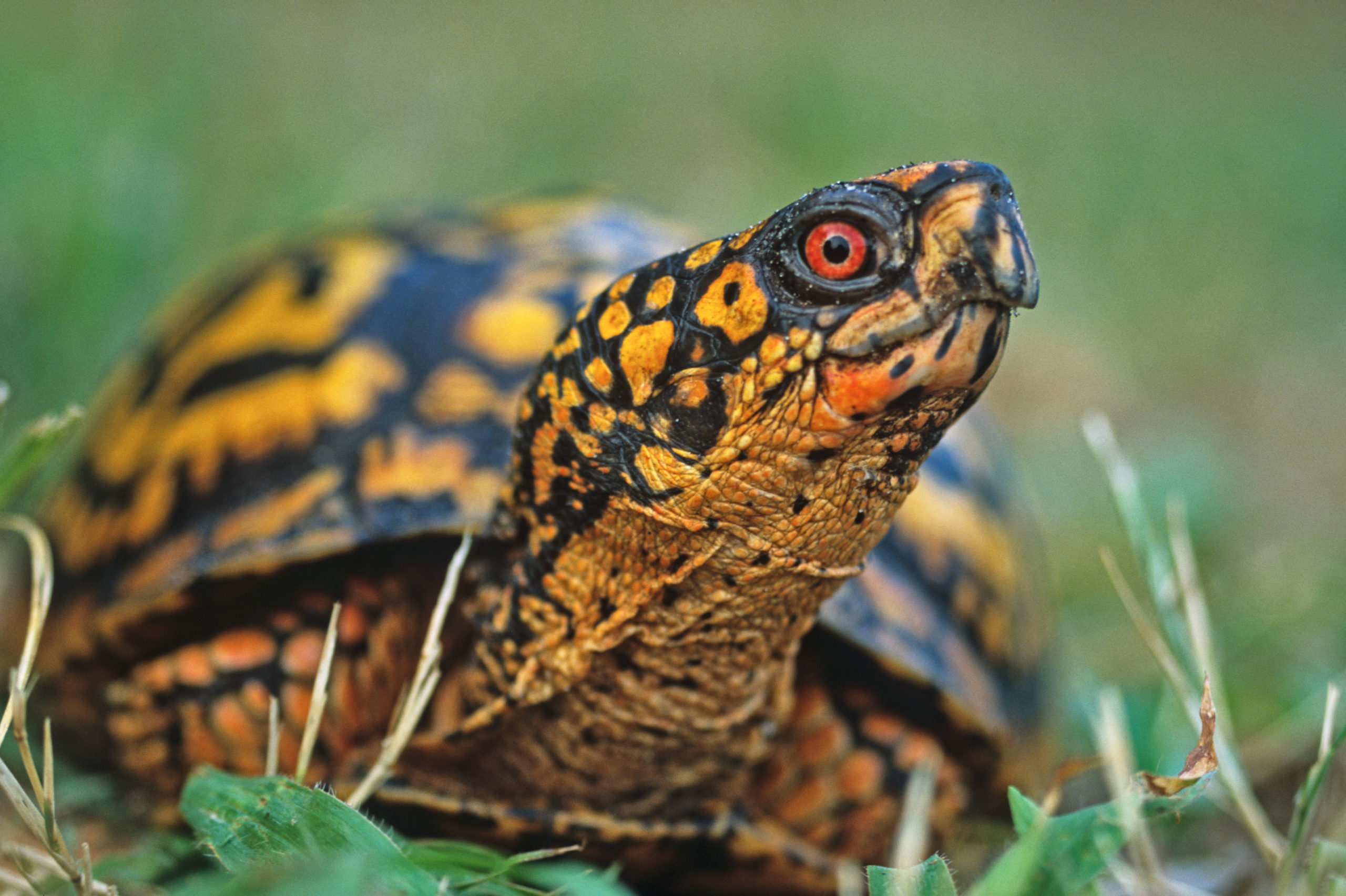 An eastern box turtle walking in the grass. 