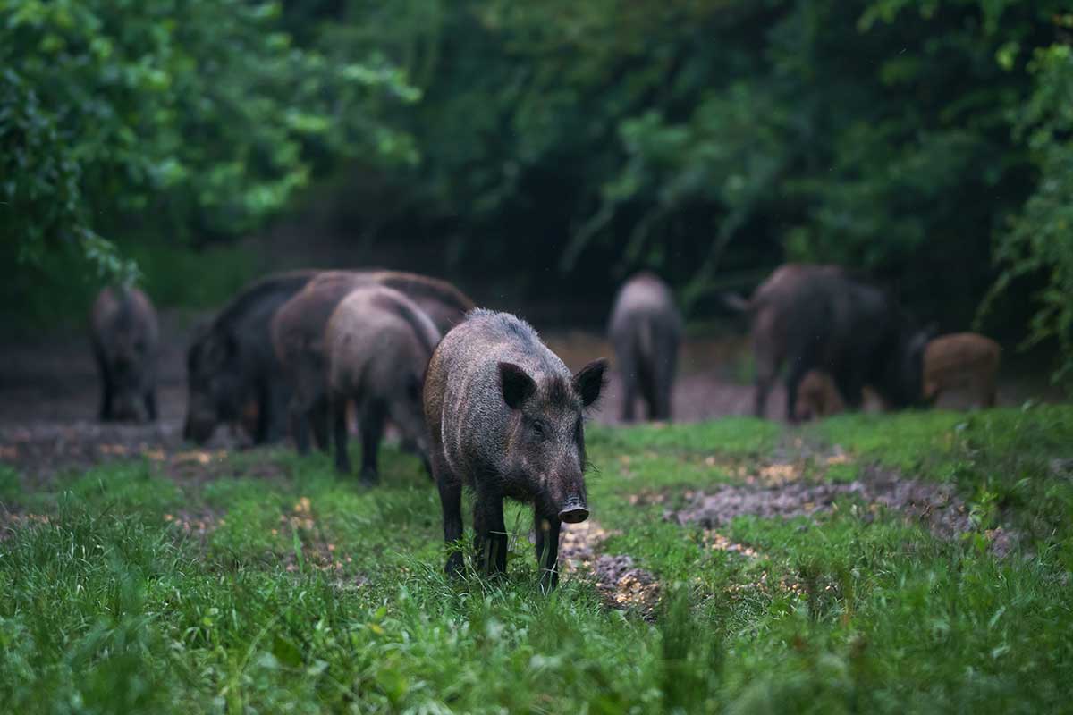 Alabama Night Hunting Permit