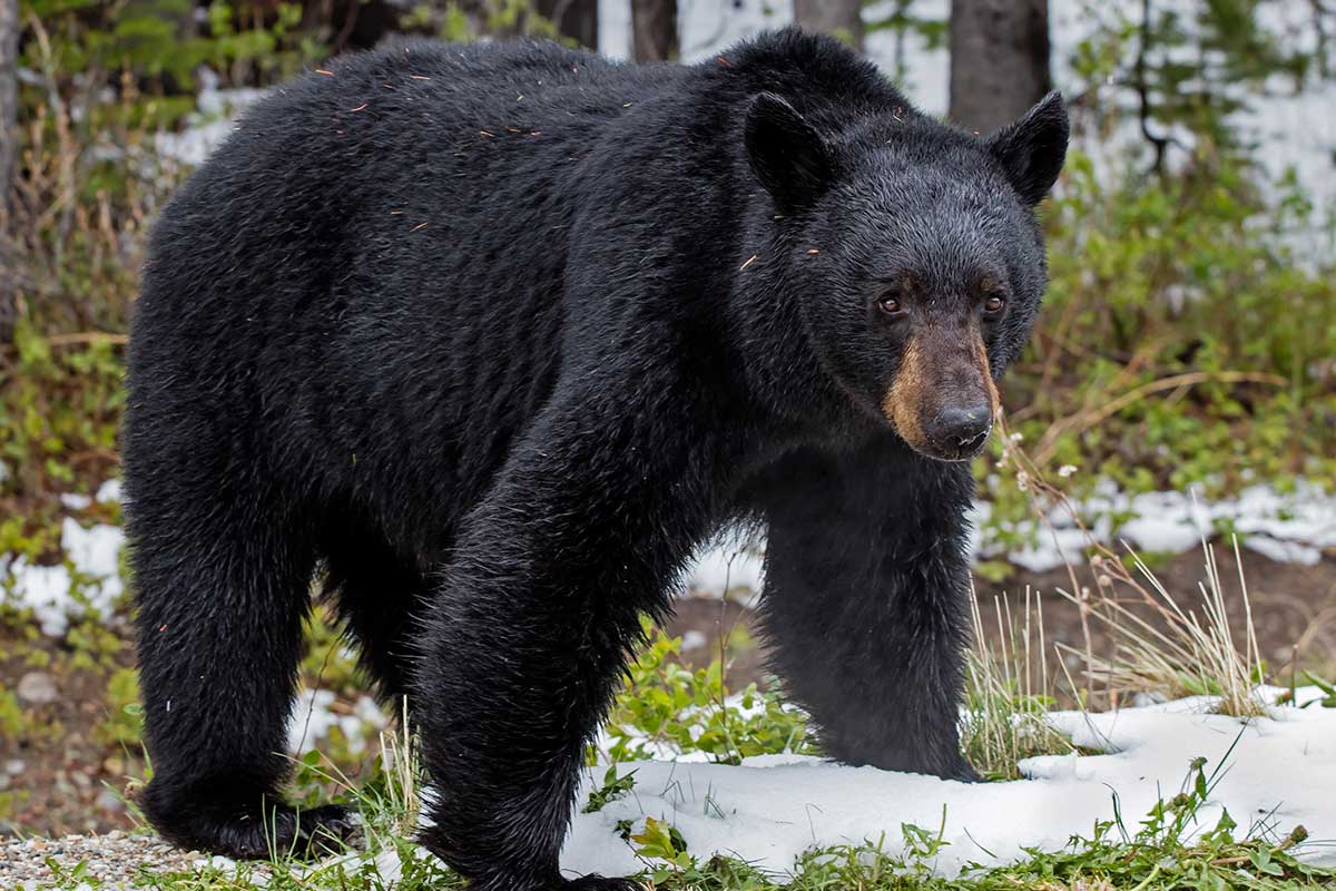 What To Do If You Encounter A Black Bear