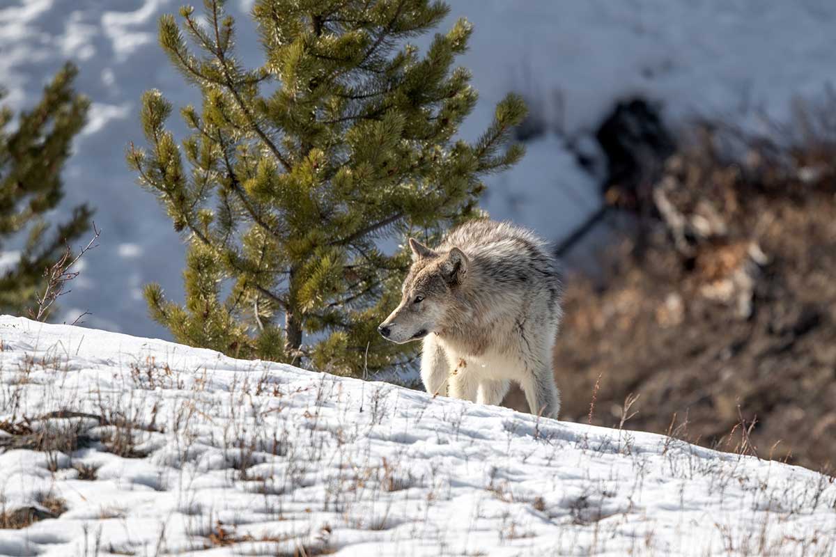 How Big Are Wolves