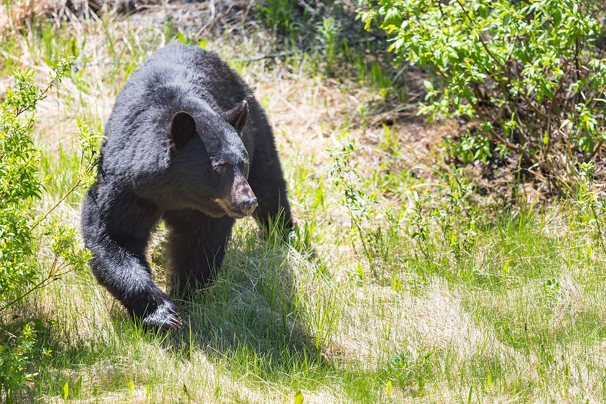 What To Do If You Encounter A Black Bear