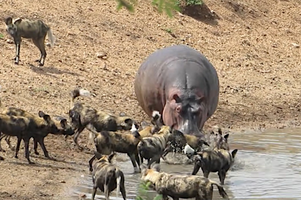 Hippo vs Kudu