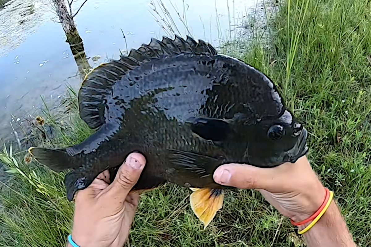 King-Sized Hybrid Bluegill Proves to Be a Real Handful - Wide Open Spaces