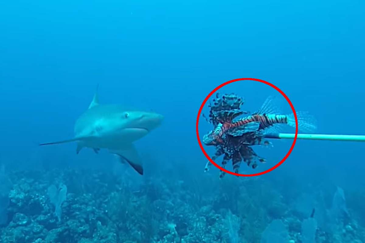 Invasive Lionfish