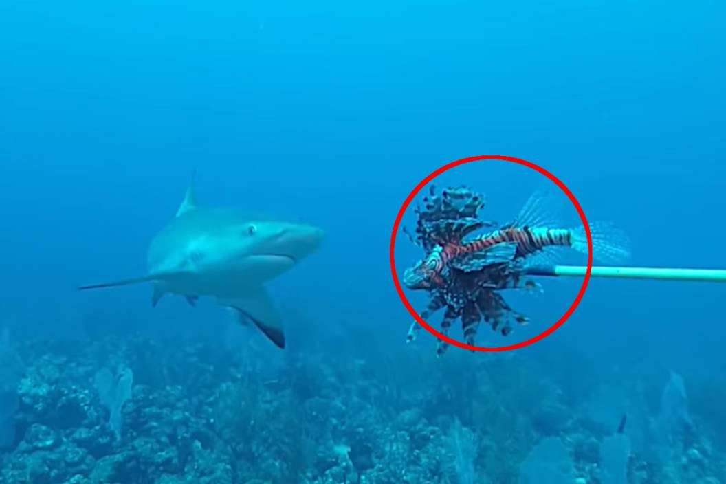 Invasive Lionfish
