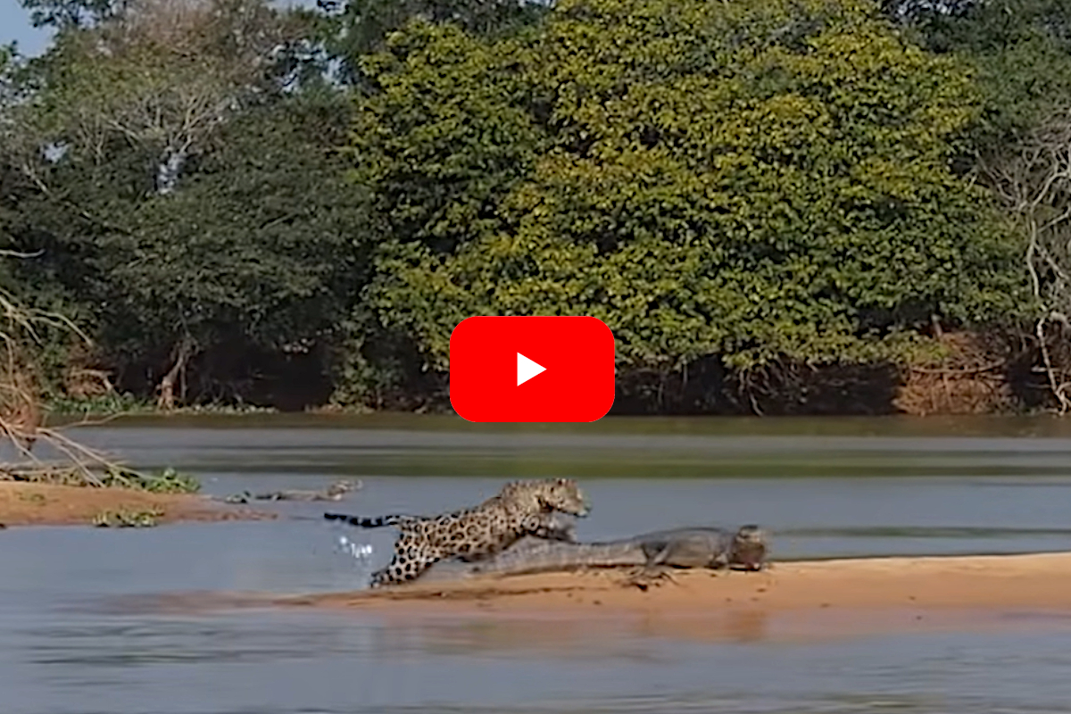 Jaguar vs Crocodile