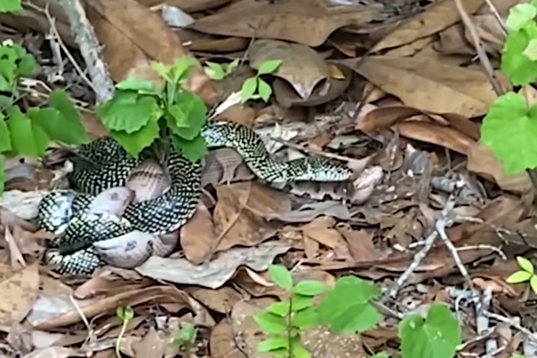 King Snake vs Copperhead
