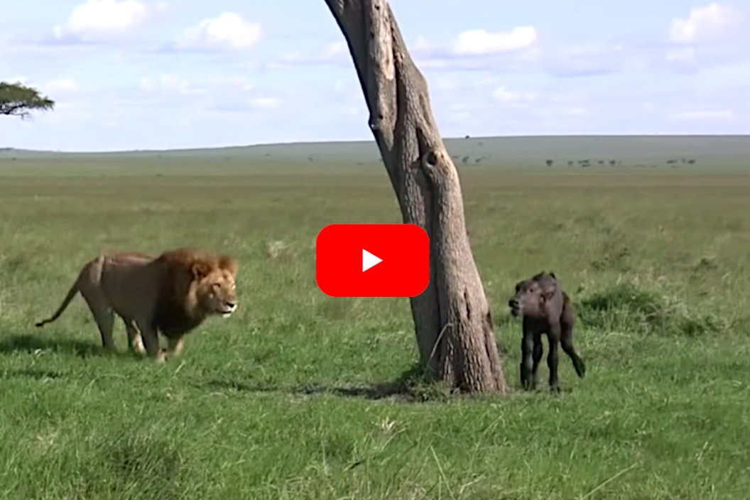 Lion vs Baby Buffalo