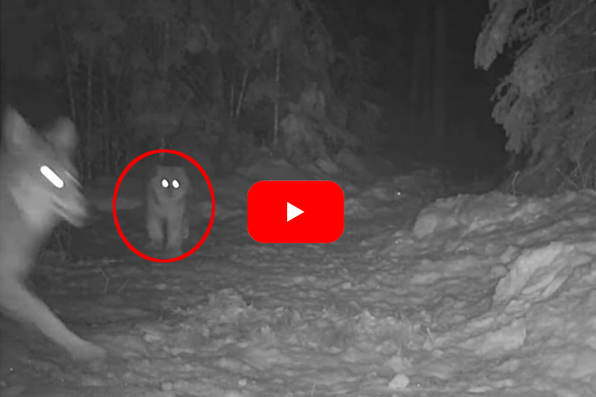 Lynx vs Coyote