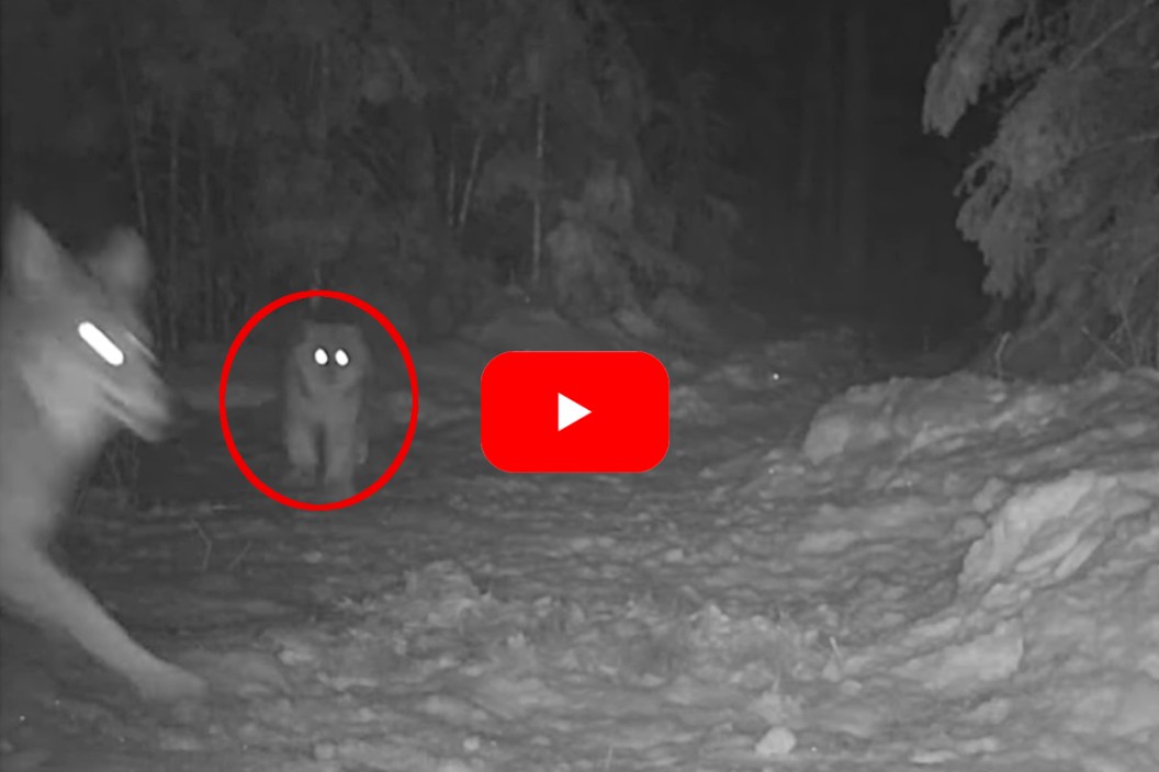Lynx vs Coyote