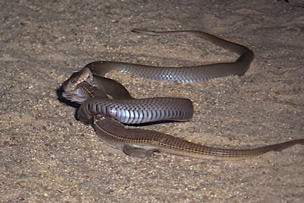 Mozambique Spitting Cobra