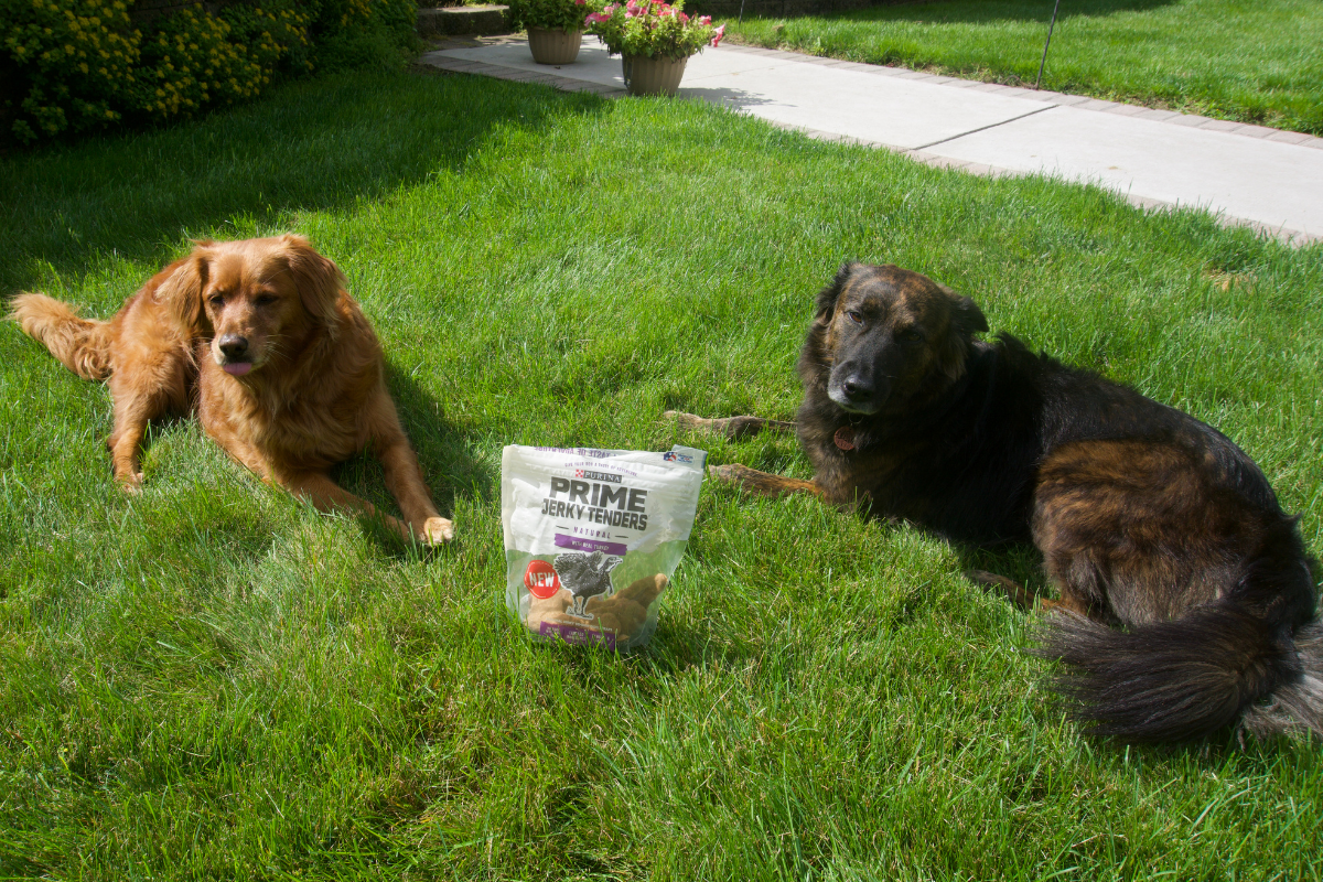 Purina Pro Plan Calming Care Review Why It s Been Amazing For My Dog