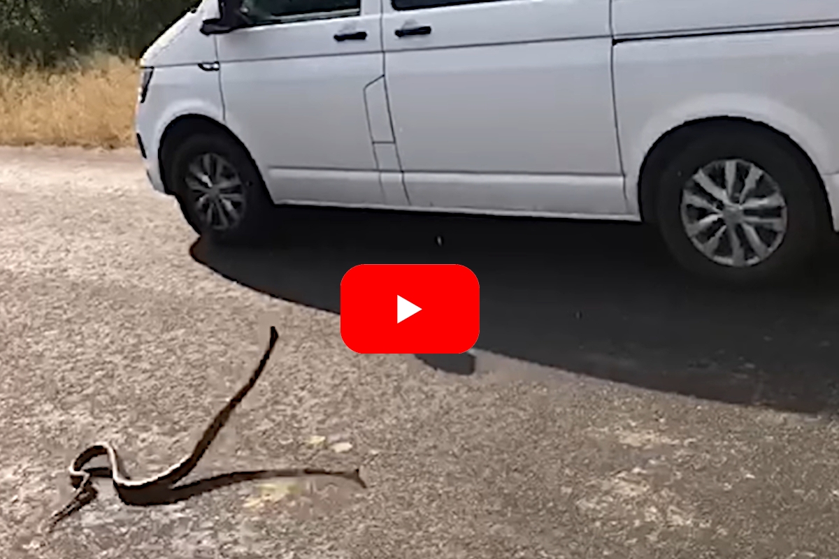 Python Strikes At Tourist Vehicles Before Retreating Inside Engine ...