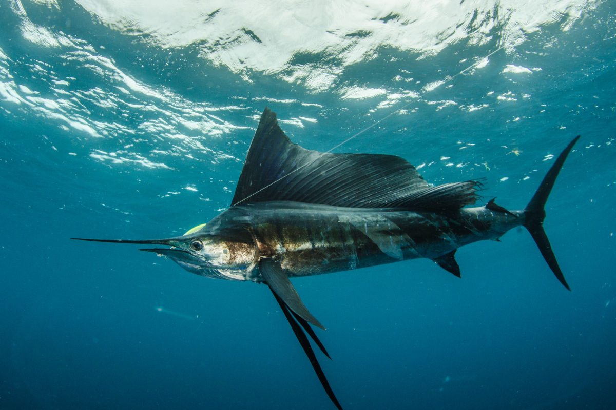 Sailfish vs Swordfish