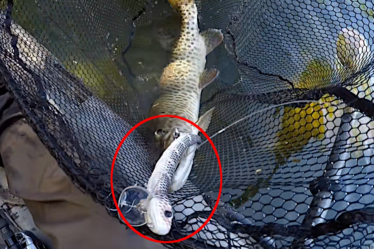 Snake Lure Muskie