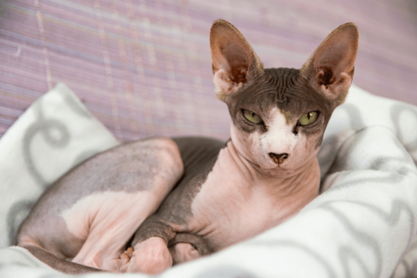 sphynx