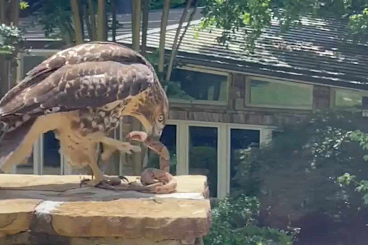 The Rock Gives Commentary on a Hawk Eating a Copperhead Snake Outside