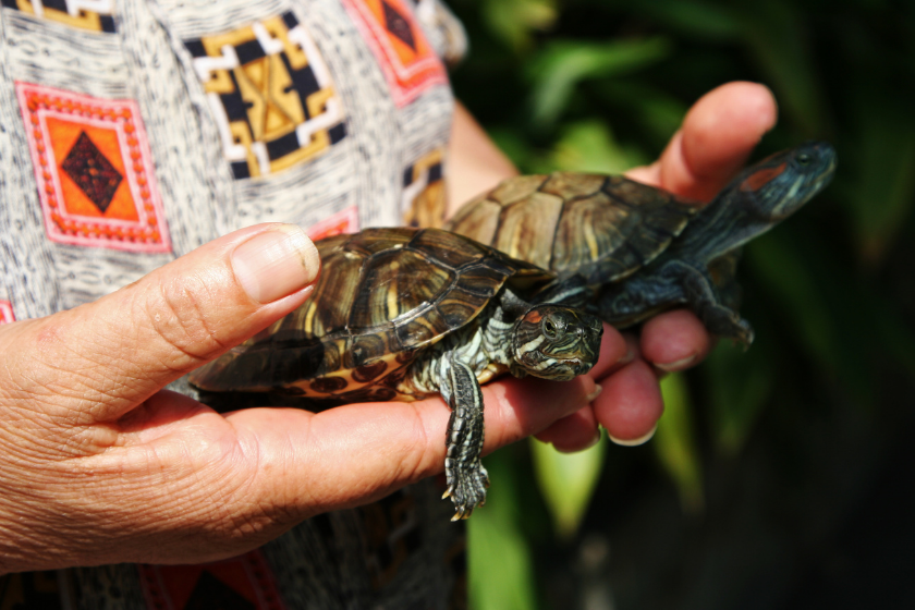 types of turtles