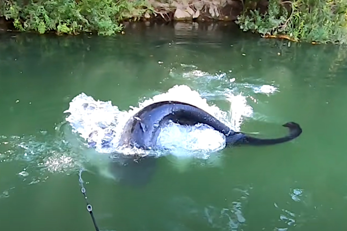 Angler Hooks Into Gigantic Wels Catfish Using Topwater Lures Wide