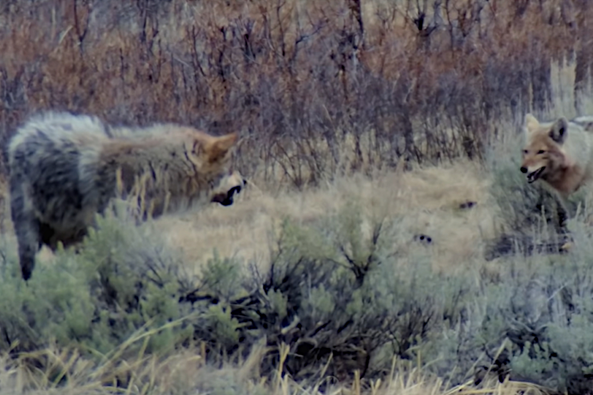 Wolf vs Coyotes