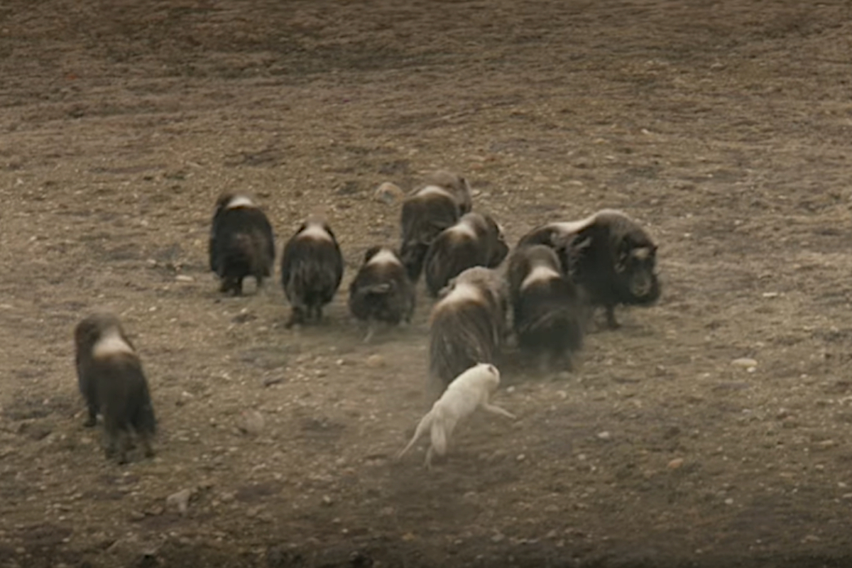 Wolves vs Muskox