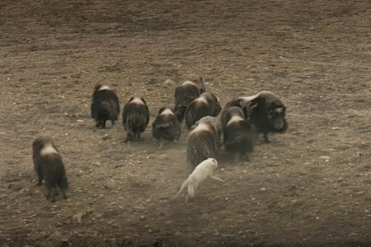 Wolves vs Muskox