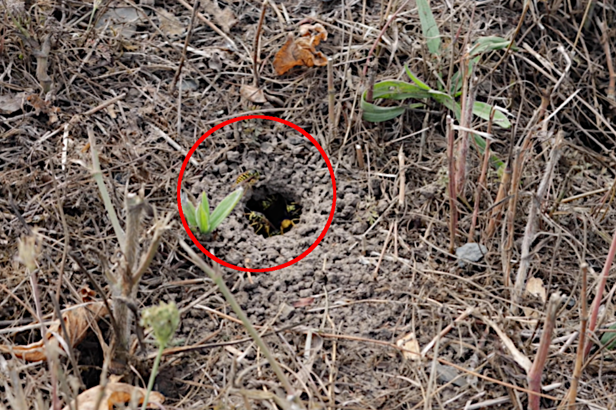 Yellow Jacket Nest
