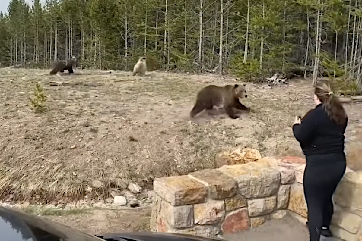 Yellowstone Bear Bluff Charge